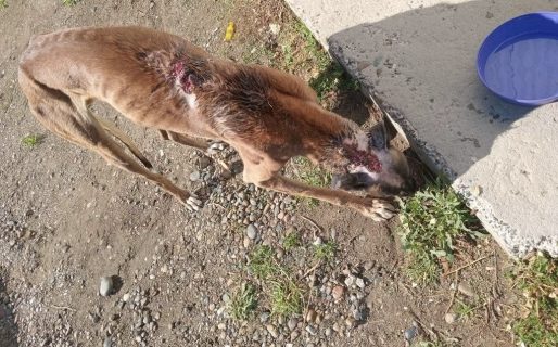 Piden ayuda para un perro herido en Km 8