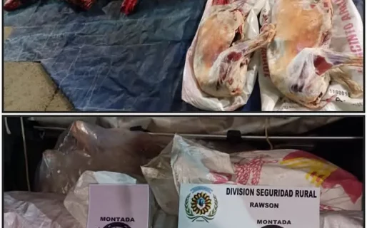 Intentaba transportar ocho ovinos faenados ilegalmente y fue detenido