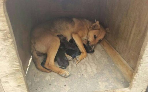 Piden ayuda para rescatar a una perrita callejera y sus cachorros en barrio Ceferino