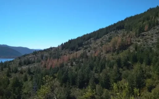 Diputados aprobaron la Ley de Bosques en Chubut