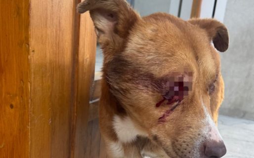 Crueldad animal: le cortaron los dos ojos a un perro en el centro