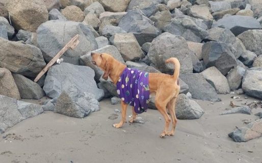 Buscan a los dueños de un perrito perdido en la costa de Rada Tilly: “Está llorando cerca de la heladería”