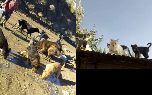 Cuida y alimenta a más de 40 animales callejeros y solicita donaciones de alimentos y ropa