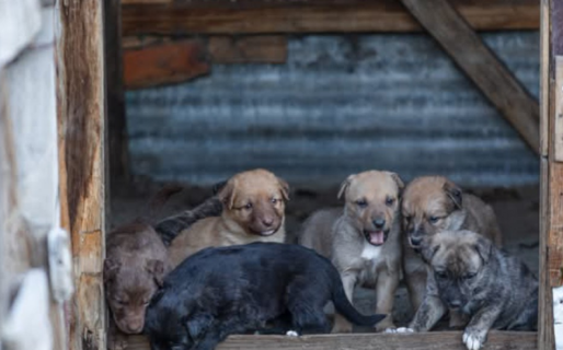 Adopción: 11 cachorros y su madre buscan un hogar