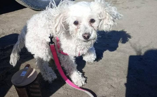 Ofrecen recompensa por encontrar un caniche extraviado