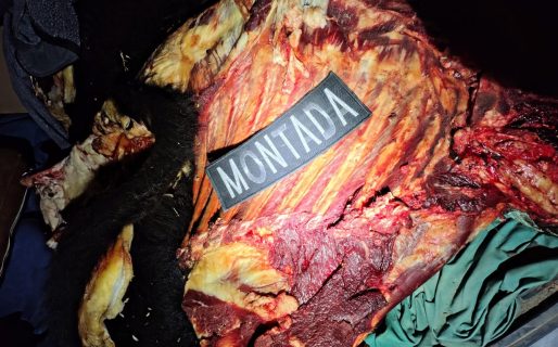 Casi embiste a la Policía, huyó 4 km y fue detenido por abigeato: Su acompañante se fugó