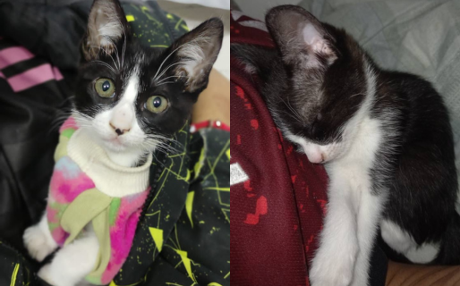 Una gata se perdió en el barrio San Martin: «Es chiquitita, tiene dos meses»