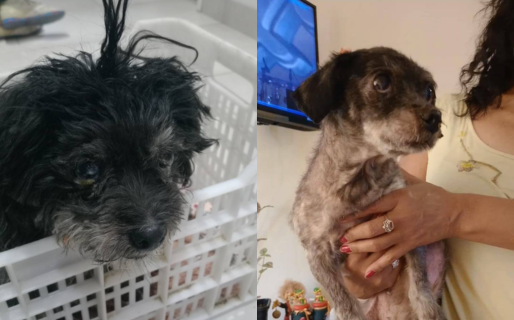 Realizan una rifa solidaria a beneficio de Gordita