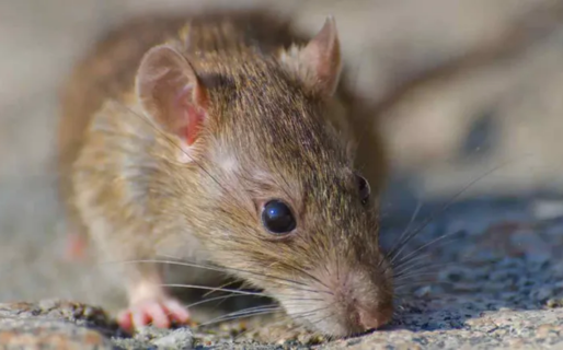 Una mujer de 28 años murió por hantavirus en Chubut
