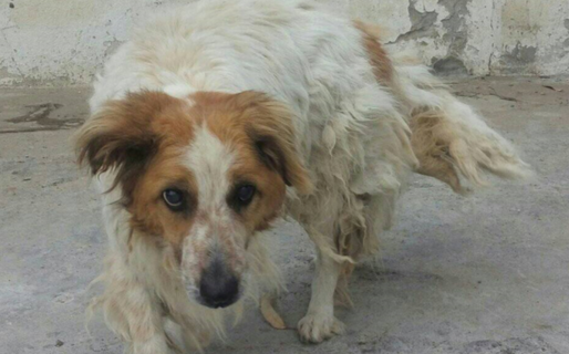 «Le buscamos desesperadamente un hogar porque se vienen las lluvias y días fríos»
