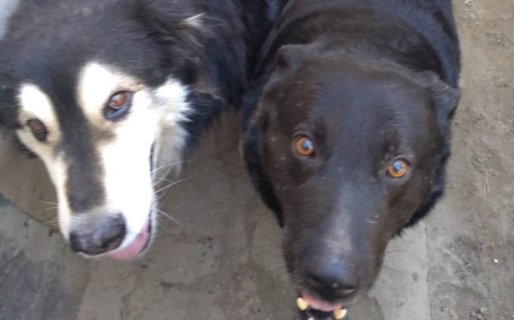 Vecinos de Comodoro juntan frazadas o mantas viejas para perros rescatados