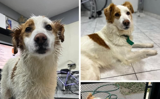 Apareció Tifón, el perro que se había perdido durante la tormenta: «volvió solito»