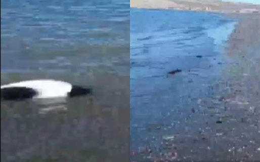 Dos toninas varadas en la playa de Stella Maris generaron preocupación