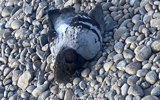 Crece la preocupación por envenenamiento de perros y muerte masiva de palomas y gaviotas 