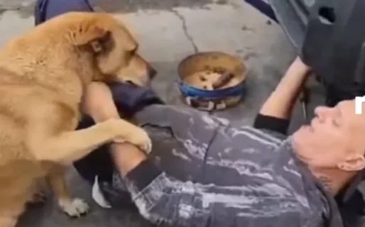 «No tengo nada, estoy bien»: Se arroja al suelo para reparar su auto y su perra piensa lo peor