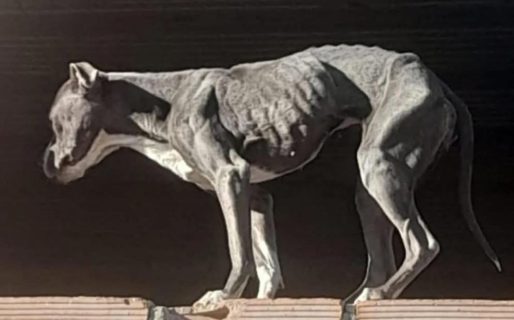 Crueldad animal: dejaron a un pitbull encerrado y desnutrido
