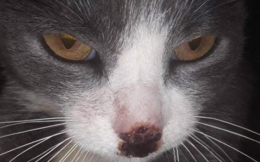 Su gata se lastimó la nariz y realizará una venta de empanadas para poder pagar el veterinario