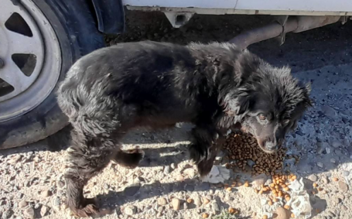 «No me voy a dar por vencida»: Mabel alimenta a más de 25 animales y necesita ayuda urgente