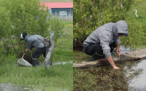 Descubren una nueva especie de crustáceo de agua dulce en Santa Cruz