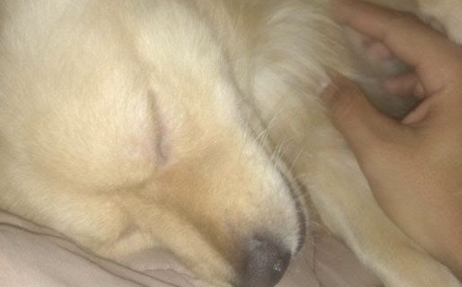 <strong>Pide ayuda para alimentar a su perrito Rocky en medio de una difícil situación económica</strong>