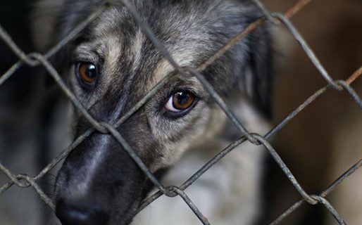 “Es importante que la gente sepa dónde denunciar maltrato animal”