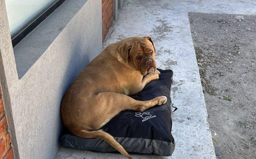 Continúa la búsqueda de Faustina, una perra dogo de Burdeos perdida en km 12