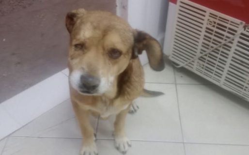 Piden ayuda para un perrito herido que deambula por la zona de Avenida Kennedy