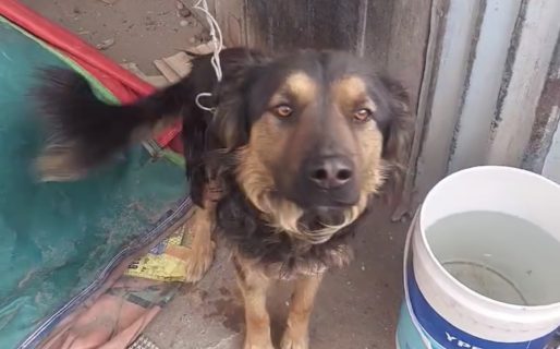 Una vida mejor para Moro: tiene un año y medio y necesita urgente un nuevo hogar