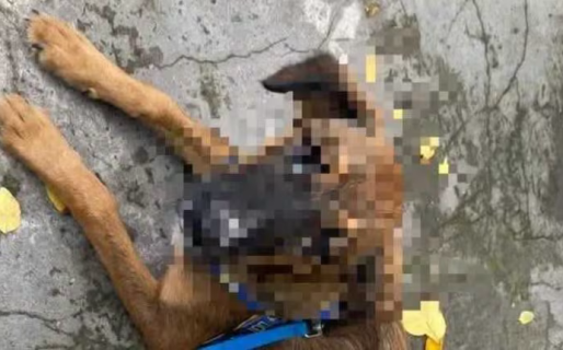 Abusó de la perra de su vecina, la Justicia lo liberó y le prohibió acercarse al animal