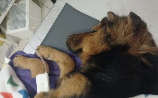 Piden ayuda urgente para una perrita con hipotermia y desnutrición 