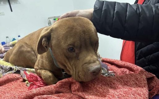 Caso Ruffo: su salud pende de un hilo y necesita ayuda urgente