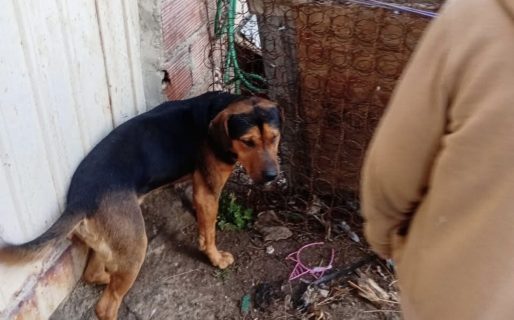 Una mujer denunció que su vecina maltrata a su perro y aseguró que «hará la denuncia»