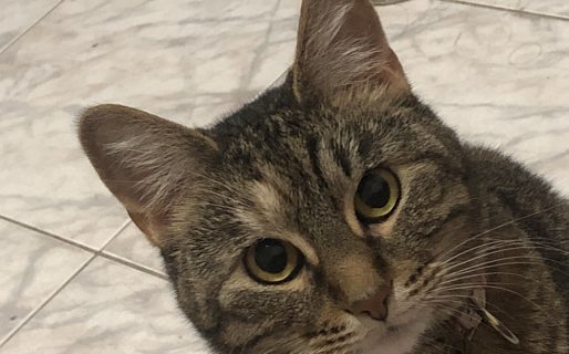 <strong>Por qué los gatos viven más que los perros</strong>