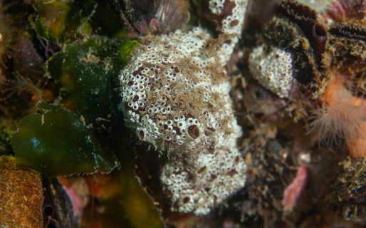 Detectan una nueva especie exótica en aguas Chubutenses