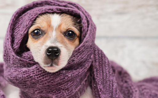 Se lanzó una campaña de invierno para abrigar a animales sin hogar