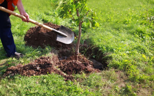 Plantarán árboles en homenaje a los donantes de órganos