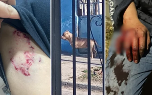 Un juez ordenó la eutanasia para dos pitbulls que atacaron a un vecino en Caleta Olivia