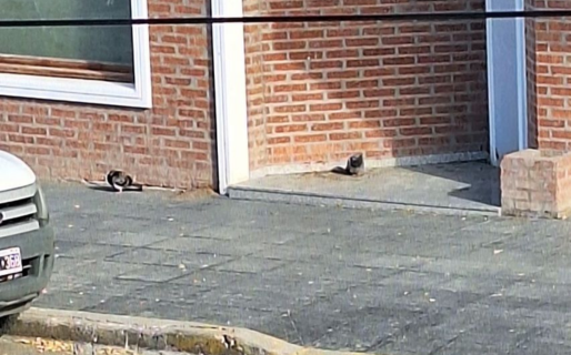 Incertidumbre por la aparición de palomas muertas: «¿Alguien sabe qué les pasa?»