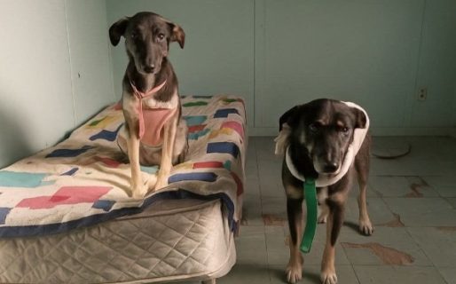 Se termina su tránsito, no tienen adónde ir y necesitan un hogar urgente