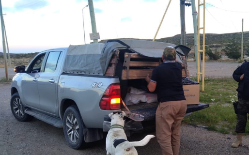 Cinco gallinas en una Hilux