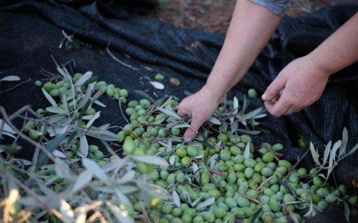 Invitan a sumarse a una capacitación sobre compostaje de alperujo en Comodoro