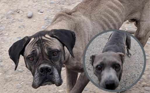 Encontraron a dos perros desnutridos buscando comida: necesitan tránsito o adopción