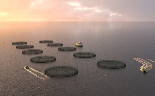 Lanzan una consulta popular para instalar granjas de salmón en las Malvinas: los riesgos para la Patagonia