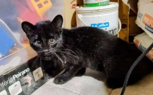 Creyó que rescataba a un gatito, pero era un felino salvaje en riesgo: la historia que sorprendió a un pueblo