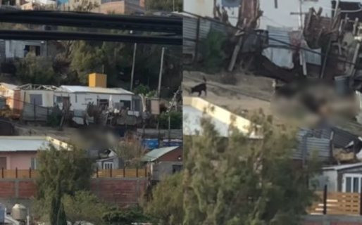 Denunciar que una jauría mata perros en el Pietrobelli: «Un vecino los quiso separar, pero no pudo»
