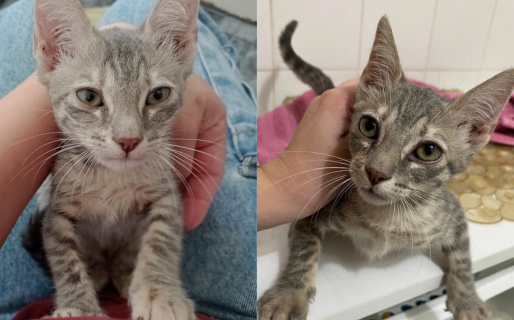 Josefina recibió el alta y ahora espera una familia que la adopte: «Es buena, juguetona y mimosa»