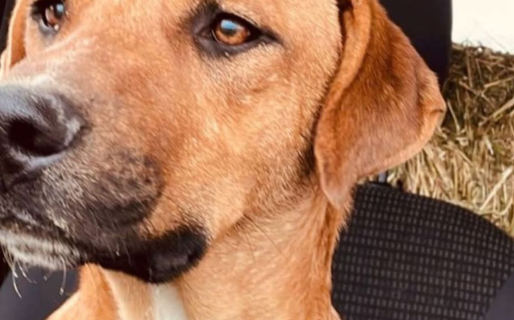 Buscan a Lolo en Km14