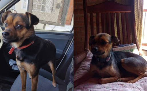 Una familia pide ayuda para encontrar a su perrita perdida hace 8 meses: “No perdemos la esperanza“