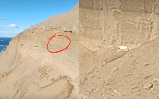 Vecinos difundieron un video y reclamaron asistencia para perro solitario en el Cerro Chenque