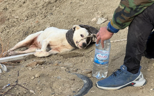 «La perrita estaba muy asustada, eso complicó la tarea»: el desafío de vecinos y bomberos en el Cerro Chenque